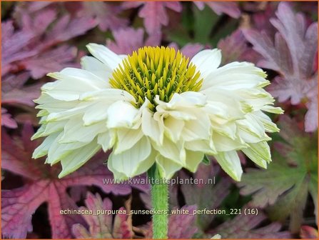 Echinacea purpurea &#039;Sunseekers White Perfection&#039; | Rode zonnehoed, Zonnehoed | Roter Sonnenhut | Purple Coneflowe