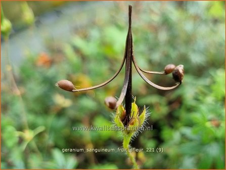 Geranium sanguineum &amp;#39;Fruit d&amp;#39;Fleur&amp;#39;