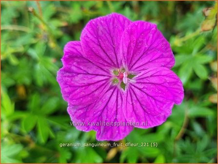 Geranium sanguineum &#039;Fruit d&#039;Fleur&#039; | Bermooievaarsbek, Ooievaarsbek, Tuingeranium, Geranium | Blut-Storch