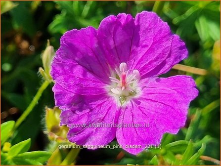 Geranium sanguineum &#039;Pink Diadem&#039; | Bermooievaarsbek, Ooievaarsbek, Tuingeranium, Geranium | Blut-Storchschnabel