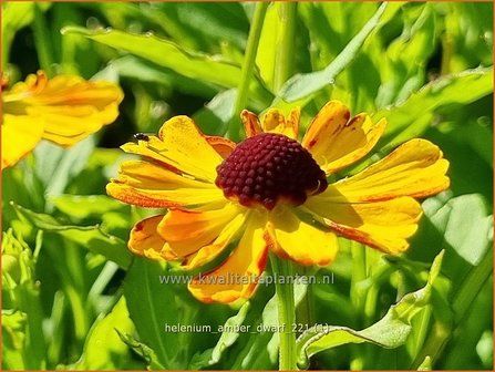 Helenium &#039;Amber Dwarf&#039; | Zonnekruid | Sonnenbraut