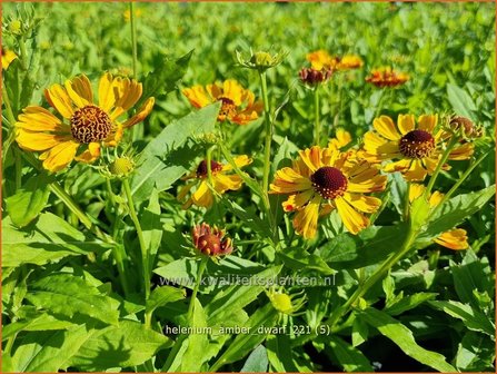 Helenium &#039;Amber Dwarf&#039; | Zonnekruid | Sonnenbraut