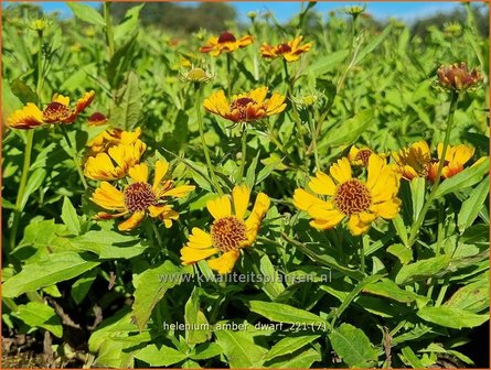 Helenium &#039;Amber Dwarf&#039; | Zonnekruid | Sonnenbraut