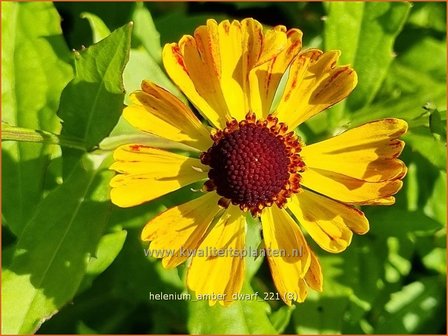 Helenium &#039;Amber Dwarf&#039; | Zonnekruid | Sonnenbraut