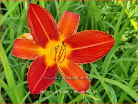 Hemerocallis &#039;Campfire Embers&#039; | Daglelie | Taglilie