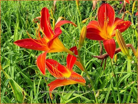 Hemerocallis &#039;Campfire Embers&#039; | Daglelie | Taglilie