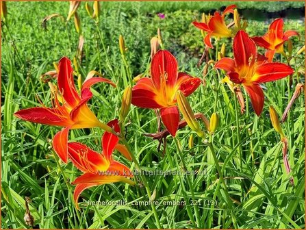 Hemerocallis &#039;Campfire Embers&#039; | Daglelie | Taglilie