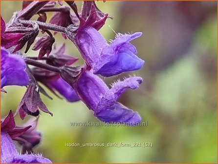 Isodon umbrosus 'Dark Form' | Chinesische Buschnessel