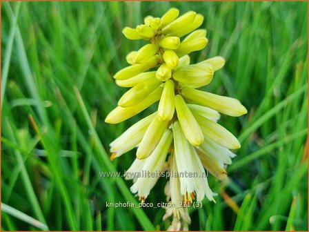 Kniphofia &#039;Poco Citron&#039; | Vuurpijl, Fakkellelie | Fackellilie