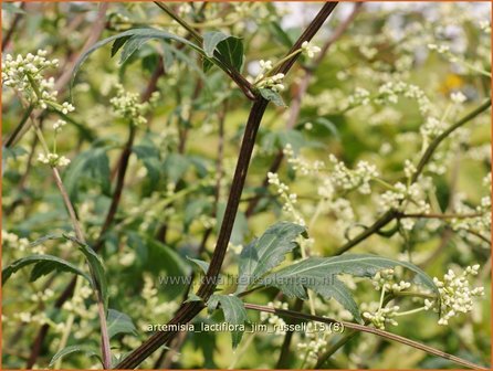 Artemisia lactiflora 'Jim Russell' | Witte bijvoet, Alsem, Bijvoet | Weiße Raute