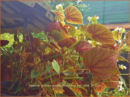 Begonia grandis subsp. evansiana var. alba | Begonia | Japanisches Schiefblatt