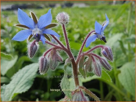 Borago officinalis | Komkommerkruid, Borage, Bernagie | Gurkenkraut | Borage