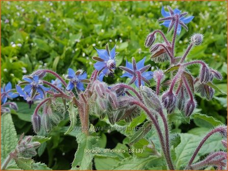 Borago officinalis | Komkommerkruid, Borage, Bernagie | Gurkenkraut | Borage