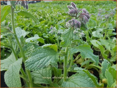 Borago officinalis | Komkommerkruid, Borage, Bernagie | Gurkenkraut | Borage