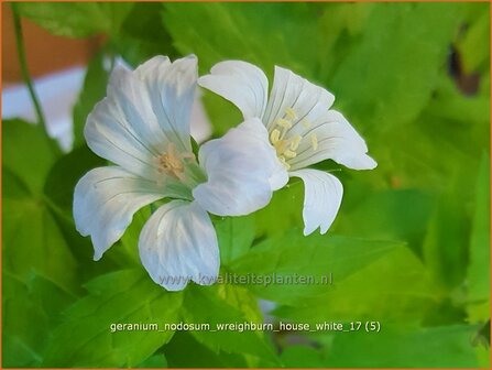 Geranium nodosum &#039;Wreighburn House White&#039; | Knopige ooievaarsbek, Ooievaarsbek, Tuingeranium, Geranium | Bergwald