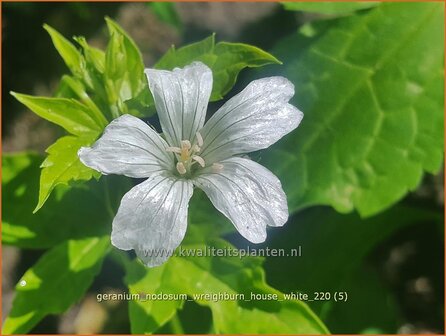 Geranium nodosum &#039;Wreighburn House White&#039; | Knopige ooievaarsbek, Ooievaarsbek, Tuingeranium, Geranium | Bergwald