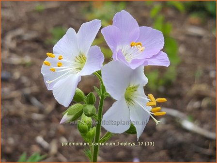Polemonium caeruleum &#039;Hopleys&#039; | Jacobsladder, Hemelladder | Blaubl&uuml;hende Himmelsleiter | Greek Valerian