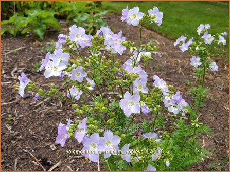 Polemonium caeruleum &#039;Hopleys&#039; | Jacobsladder, Hemelladder | Blaubl&uuml;hende Himmelsleiter | Greek Valerian