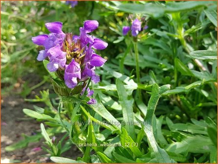 Prunella x webbiana | Brunel, Bijenkorfje | Gro&szlig;bl&uuml;tige Bastard-Braunelle | Self Heal