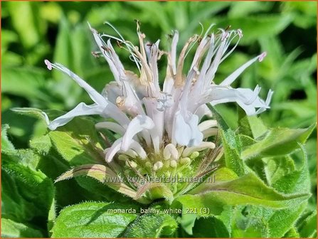 Monarda &amp;#39;Balmy White&amp;#39; | Bergamotplant, Indianennetel | Indianernessel