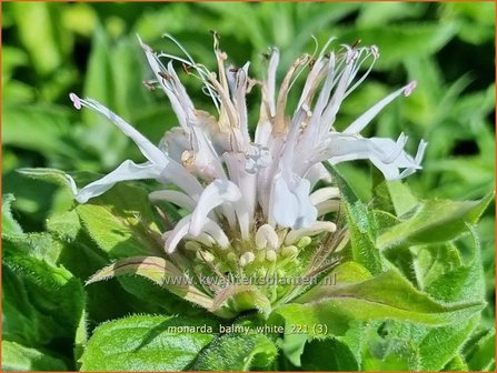 Monarda &#039;Balmy White&#039; | Bergamotplant, Indianennetel | Indianernessel