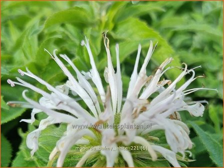 Monarda &#039;Balmy White&#039; | Bergamotplant, Indianennetel | Indianernessel