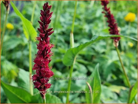 Persicaria amplexicaulis &#039;Vesuvius&#039; | Doorgroeide duizendknoop, Adderwortel, Duizendknoop | Kerzenkn&ouml;teric