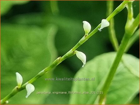 Persicaria virginiana &amp;#39;Filiformis Albiflora&amp;#39; | Duizendknoop | Fadenkn&ouml;terich