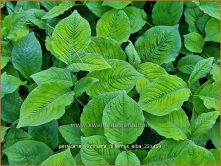 Persicaria virginiana &amp;#39;Filiformis Albiflora&amp;#39; | Duizendknoop | Fadenkn&ouml;terich