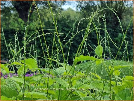 Persicaria virginiana &amp;#39;Filiformis Albiflora&amp;#39; | Duizendknoop | Fadenkn&ouml;terich