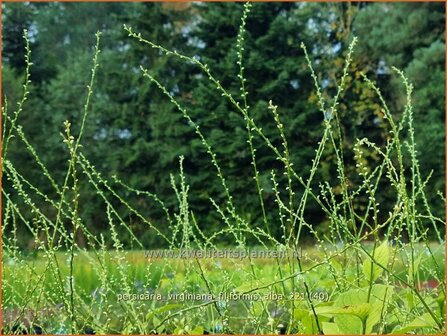 Persicaria virginiana &amp;#39;Filiformis Albiflora&amp;#39; | Duizendknoop | Fadenkn&ouml;terich