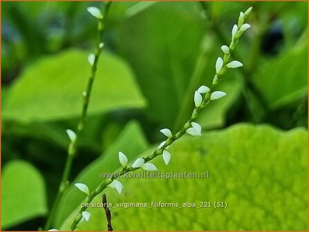 Persicaria virginiana &amp;#39;Filiformis Albiflora&amp;#39; | Duizendknoop | Fadenkn&ouml;terich