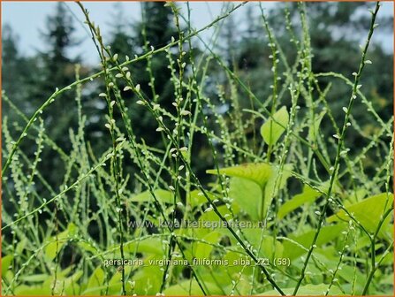 Persicaria virginiana &amp;#39;Filiformis Albiflora&amp;#39; | Duizendknoop | Fadenkn&ouml;terich