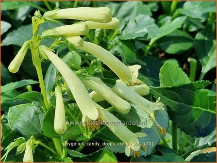 Phygelius &#039;Candy Drops Cream&#039; | Kaapse fuchsia | Kapfuchsie