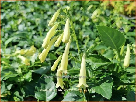 Phygelius &#039;Candy Drops Cream&#039; | Kaapse fuchsia | Kapfuchsie