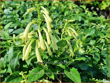 Phygelius &#039;Candy Drops Cream&#039; | Kaapse fuchsia | Kapfuchsie