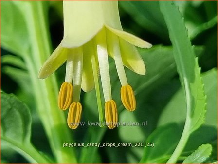 Phygelius &#039;Candy Drops Cream&#039; | Kaapse fuchsia | Kapfuchsie