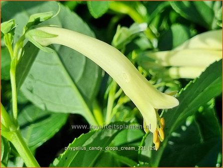 Phygelius &#039;Candy Drops Cream&#039; | Kaapse fuchsia | Kapfuchsie