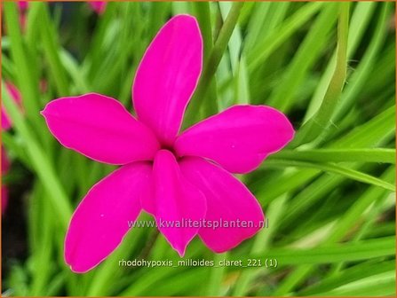 Rhodohypoxis milloides &amp;#39;Claret&amp;#39; | Roodsterretje, Sterretjesgras | Grasstern