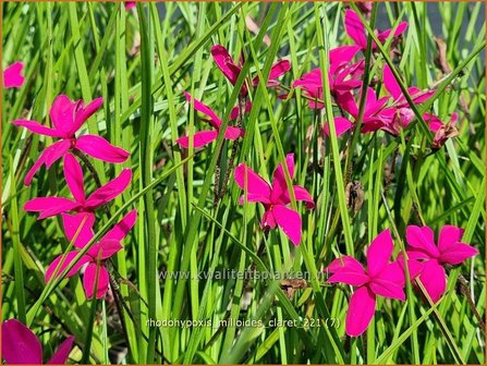 Rhodohypoxis milloides &amp;#39;Claret&amp;#39; | Roodsterretje, Sterretjesgras | Grasstern