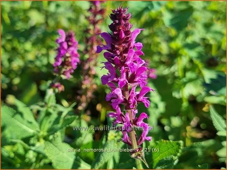 Salvia nemorosa 'Bumbleberry' | Bossalie, Salie, Salvia | Steppensalbei | Woodland Sage