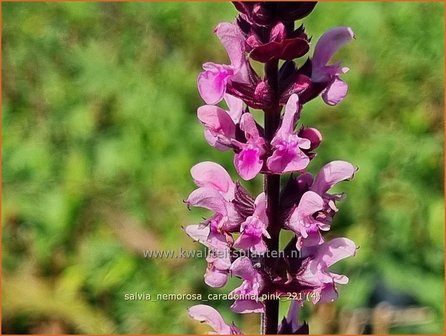 Salvia nemorosa &amp;#39;Caradonna Pink&amp;#39;