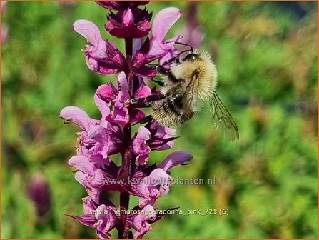 Salvia nemorosa &amp;#39;Caradonna Pink&amp;#39;