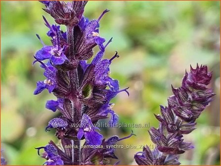 Salvia nemorosa 'Synchro Blue' | Bossalie, Salie, Salvia | Steppensalbei
