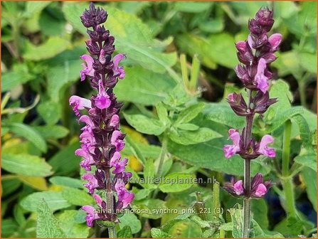 Salvia nemorosa &#039;Synchro Pink&#039; | Bossalie, Salie, Salvia | Steppensalbei