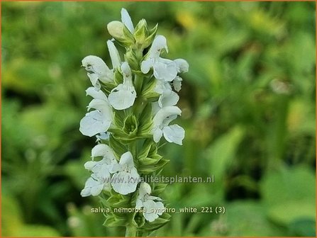 Salvia nemorosa &amp;#39;Synchro White&amp;#39; | Bossalie, Salie, Salvia | Steppensalbei