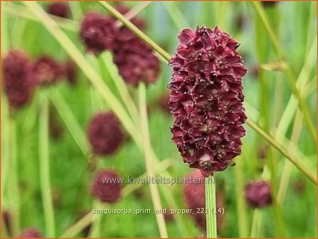 Sanguisorba &#039;Prim and Proper&#039; | Pimpernel, Sorbenkruid | Wiesenknopf