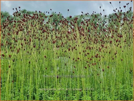 Sanguisorba &#039;Prim and Proper&#039; | Pimpernel, Sorbenkruid | Wiesenknopf