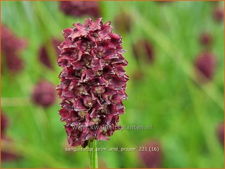 Sanguisorba &#039;Prim and Proper&#039; | Pimpernel, Sorbenkruid | Wiesenknopf