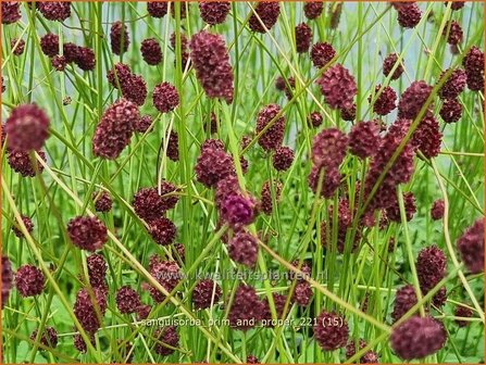 Sanguisorba &#039;Prim and Proper&#039; | Pimpernel, Sorbenkruid | Wiesenknopf